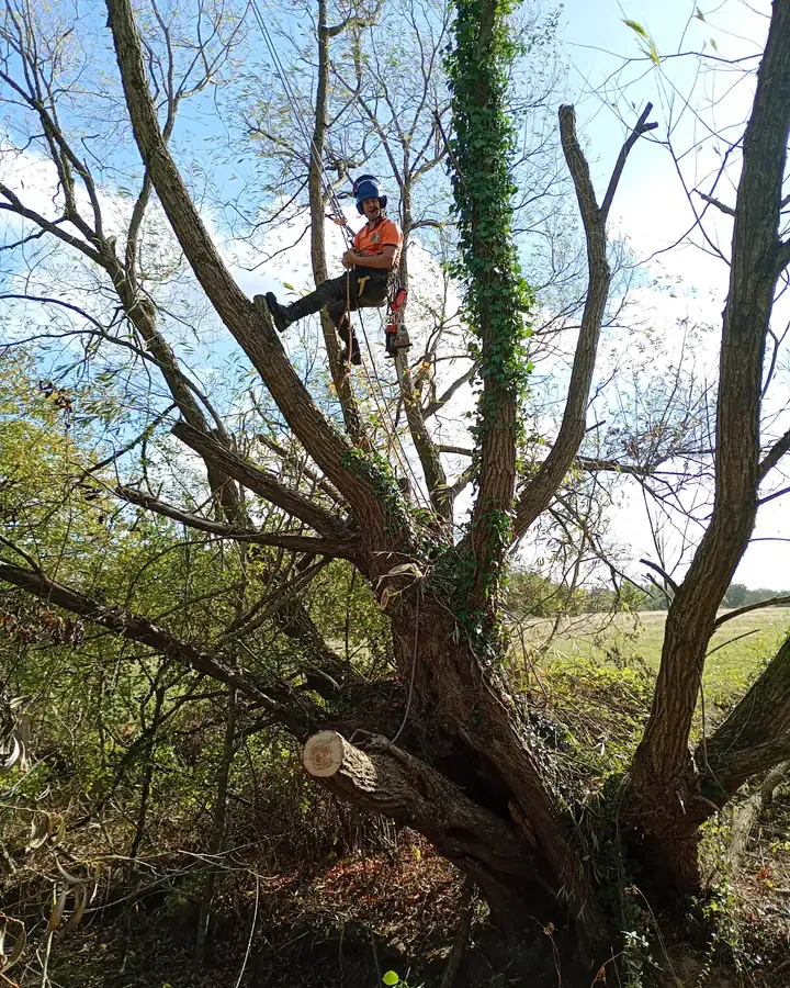 Climbing on two ropes, in the crown.