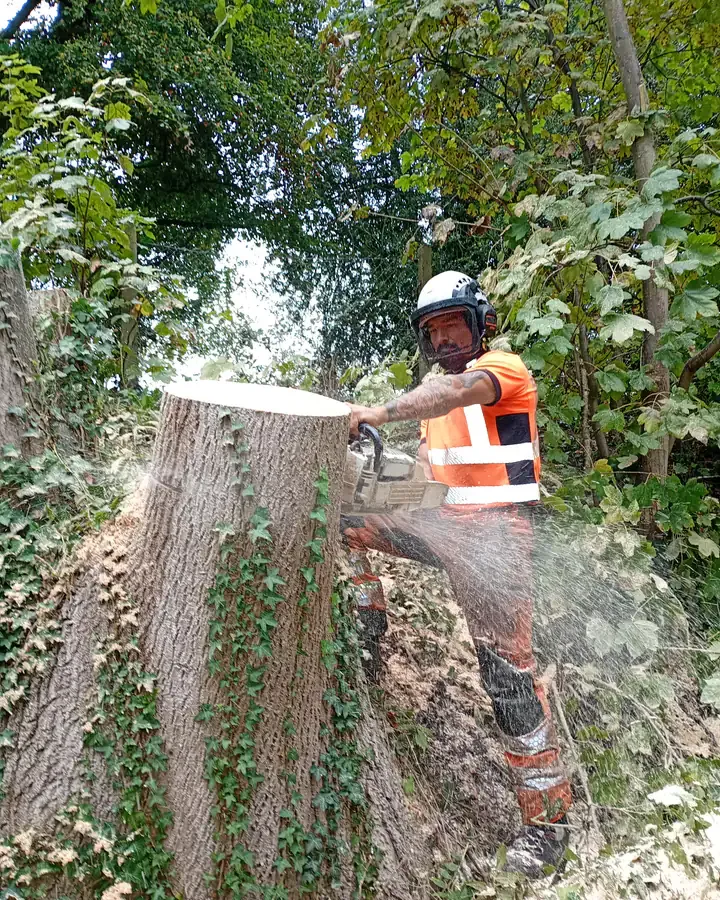 Cutting a large stump down with a chainsaw.
